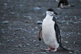 Image of Chinstrap Penguin