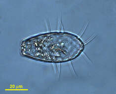 Image of Euglyphidae