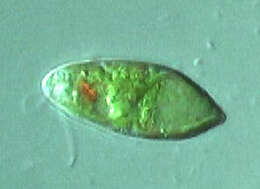 Image de Euglena Ehrenberg 1830