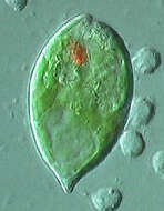 Image de Euglena Ehrenberg 1830