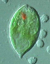 Image de Euglena Ehrenberg 1830