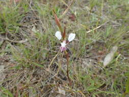 Image of Diuris punctata var. punctata