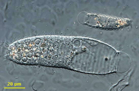 Image of Metacystis Cohn 1866