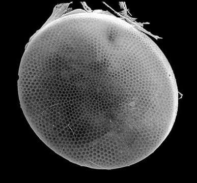 Image of Coscinodiscus radiatus