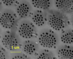 Sivun Coscinodiscanae kuva