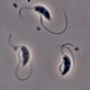 Image of Carpediemonas membranifera