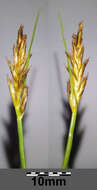 Image of Flat-sedge