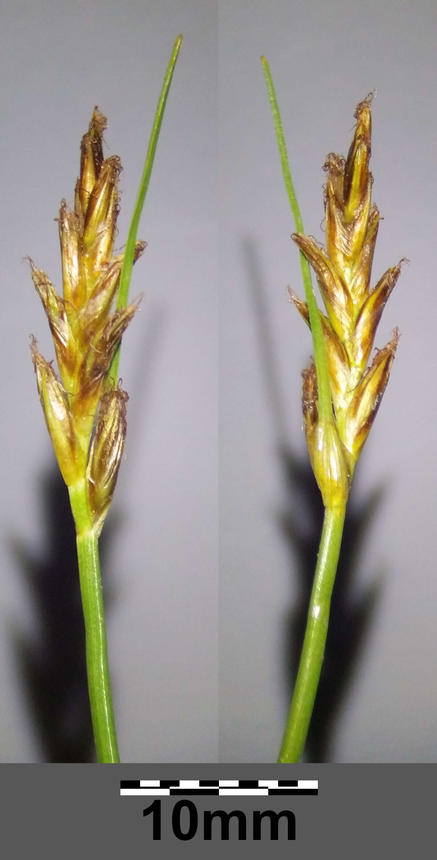 Image of Flat-sedge