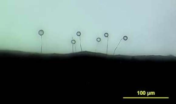 Image of Protostelium mycophagum