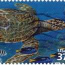 Image of Hawksbill Sea Turtle
