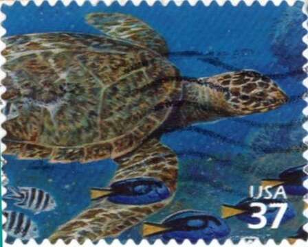 Image of Eretmochelys