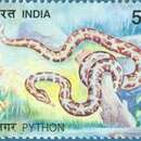 Image of Asiatic rock python