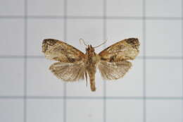 Image of Cryptophlebia repletana Walker 1863