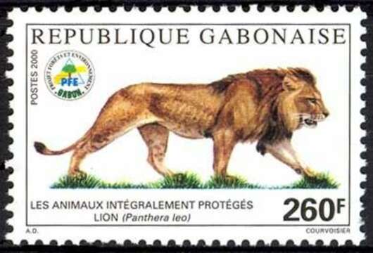 Image de Lion d'Afrique