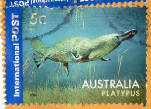 Image of platypus