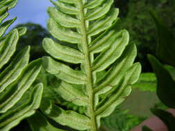 Image of Pteridium esculentum (G. Forst.) Nakai