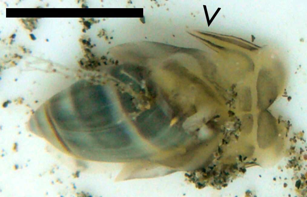 Image of Olivella columellaris (G. B. Sowerby I 1825)