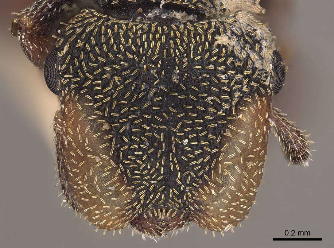 Cephalotes coffeae (Kempf 1953) resmi