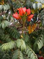 Image of African tulip tree