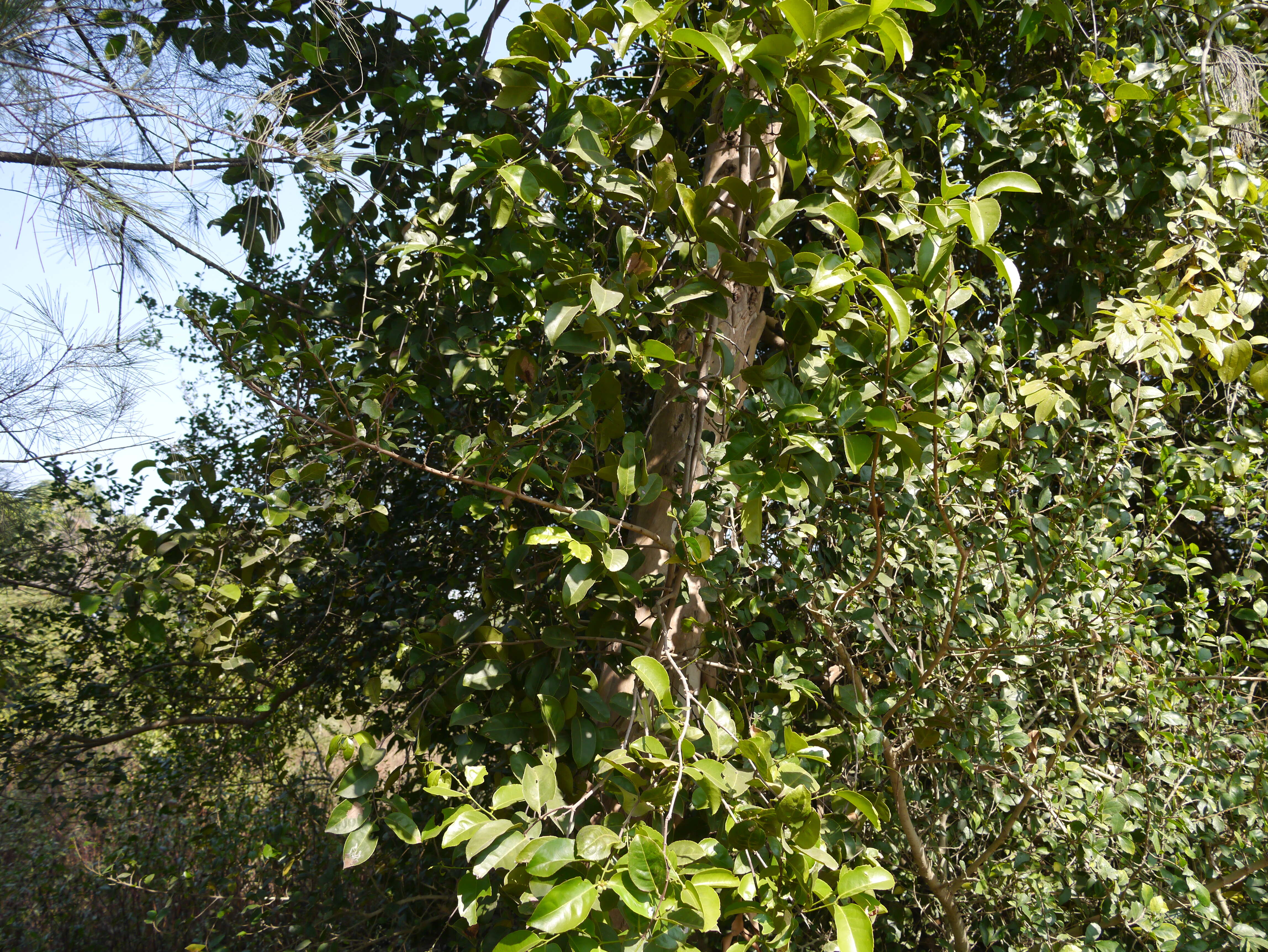 Image of Salacia chinensis L.