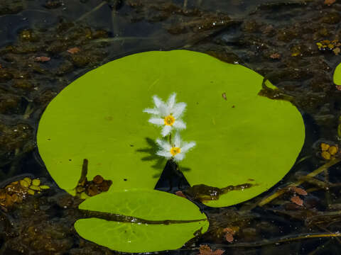 Image of Water-snowflake