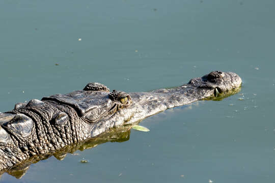 Image of American Crocodile