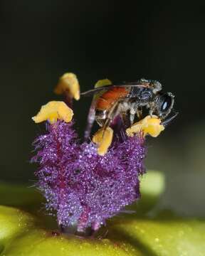 Imagem de Lasioglossum pseudosphecodimorphum (Blüthgen 1923)