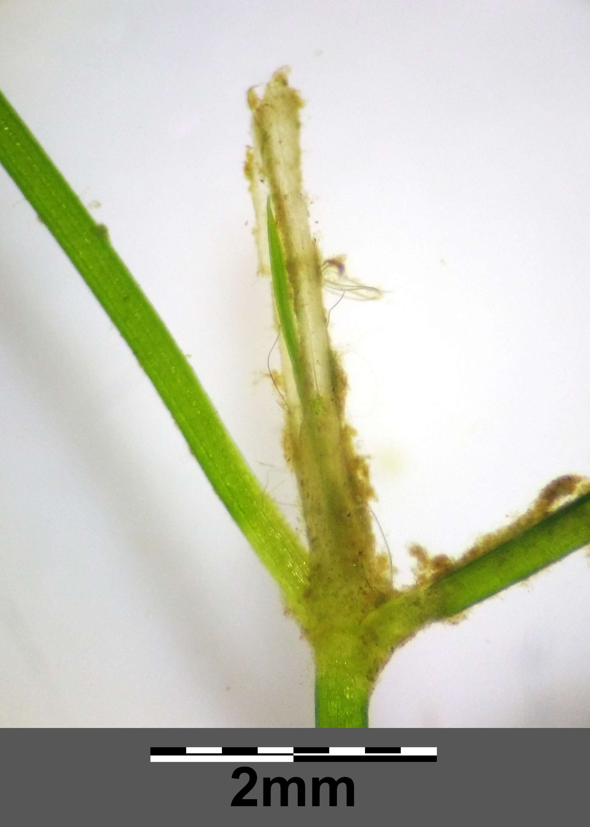 Image of Hairlike Pondweed