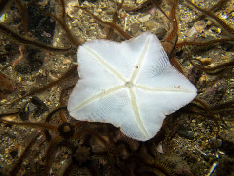 Image of goose foot sea star