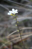 Imagem de Myosotis laeta Cheesem.