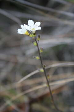 Image of Myosotis laeta Cheesem.