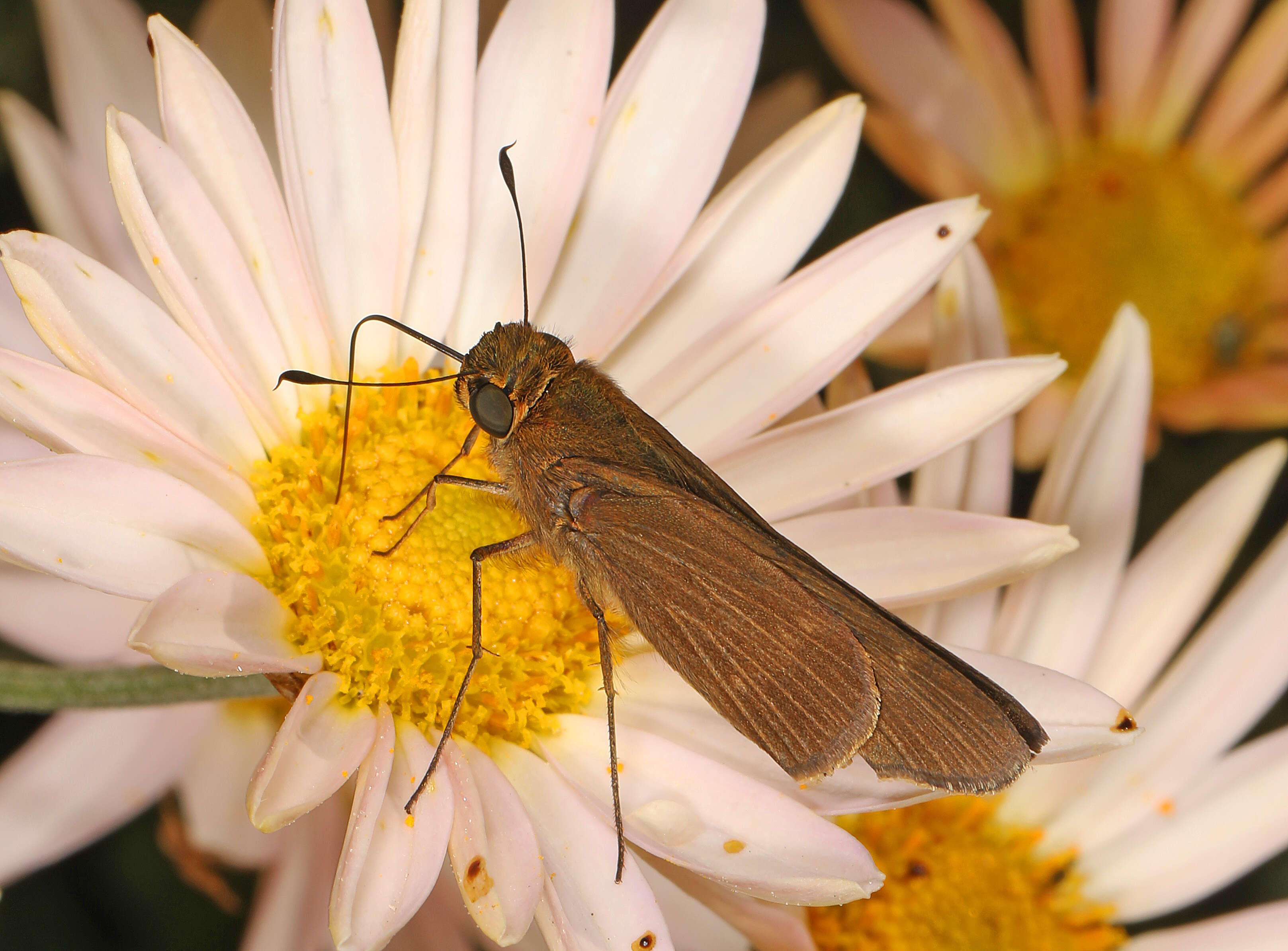 Image of Long-windged Skipper