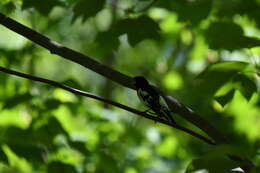 Image of Rose-breasted Grosbeak