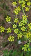 Image of wild parsnip