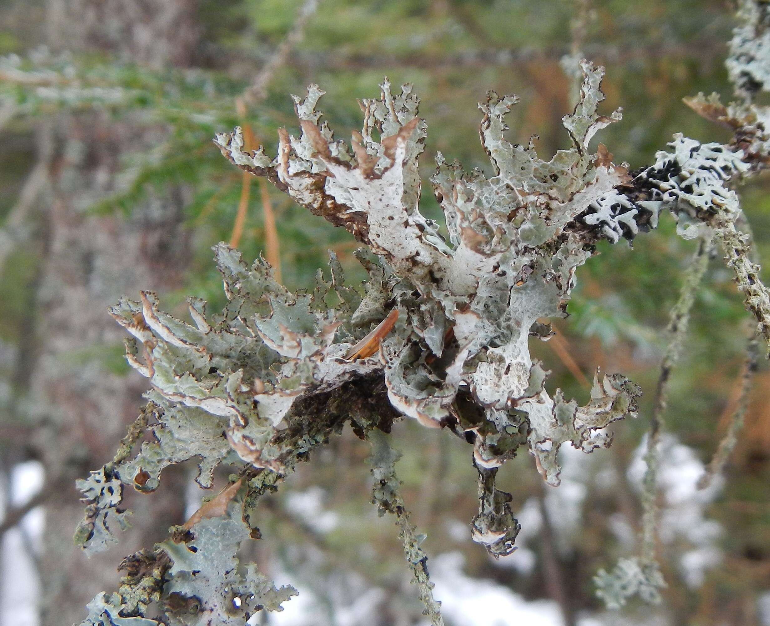 Image of Tuckerman's ragged lichen