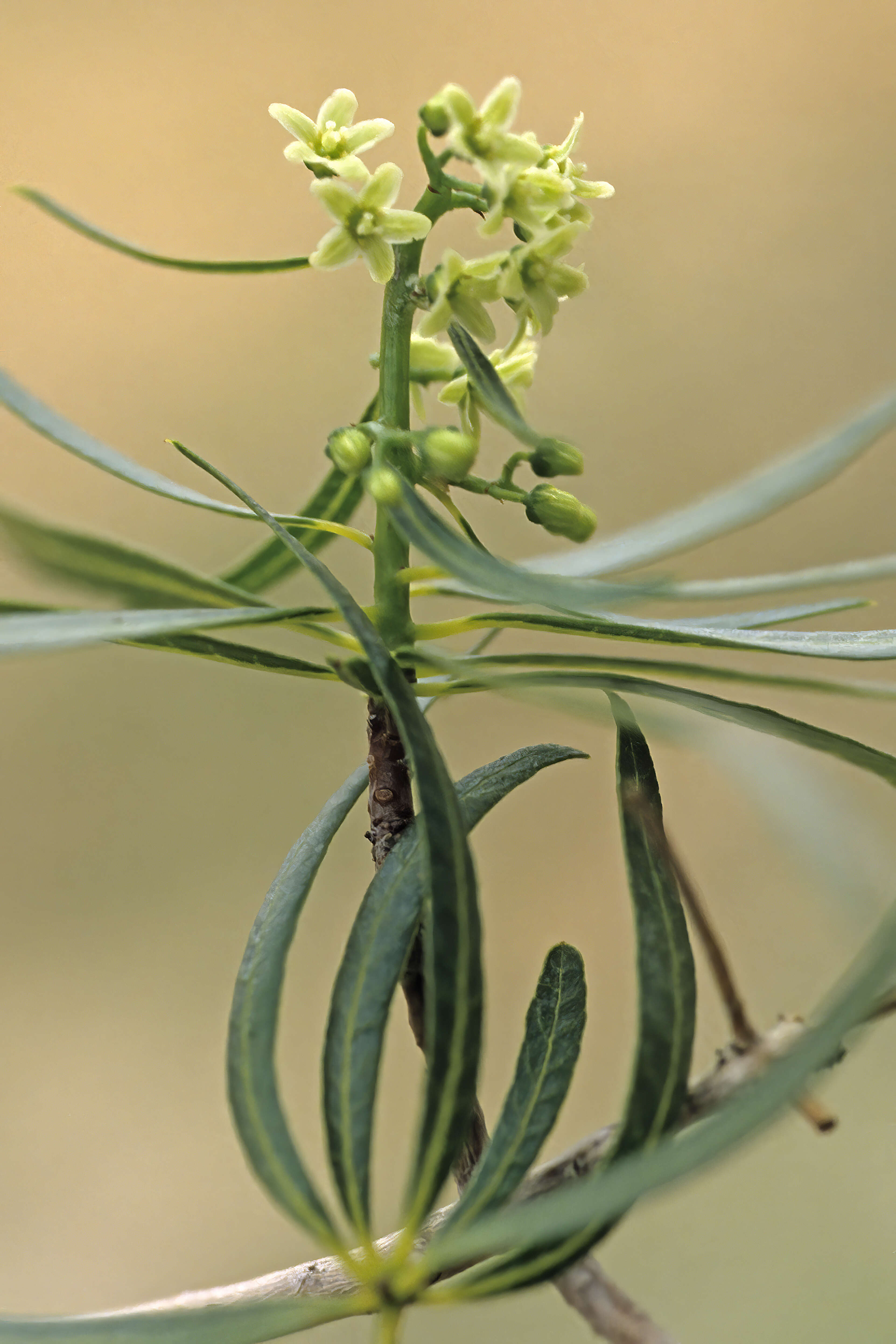 Слика од Ozoroa namaquensis (Sprague) I. von Teichman & A. E. van Wyk