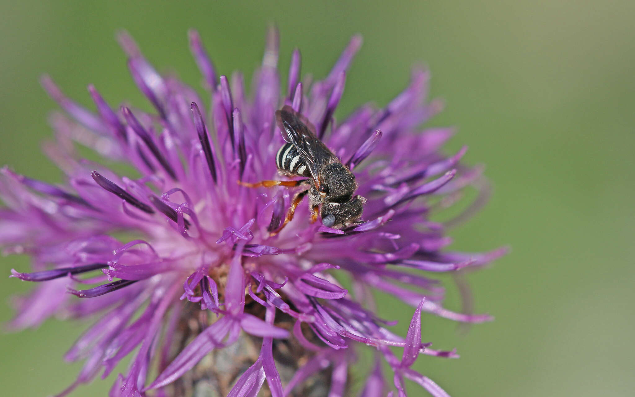 Image of Pseudoanthidium tenellum (Mocsáry 1881)