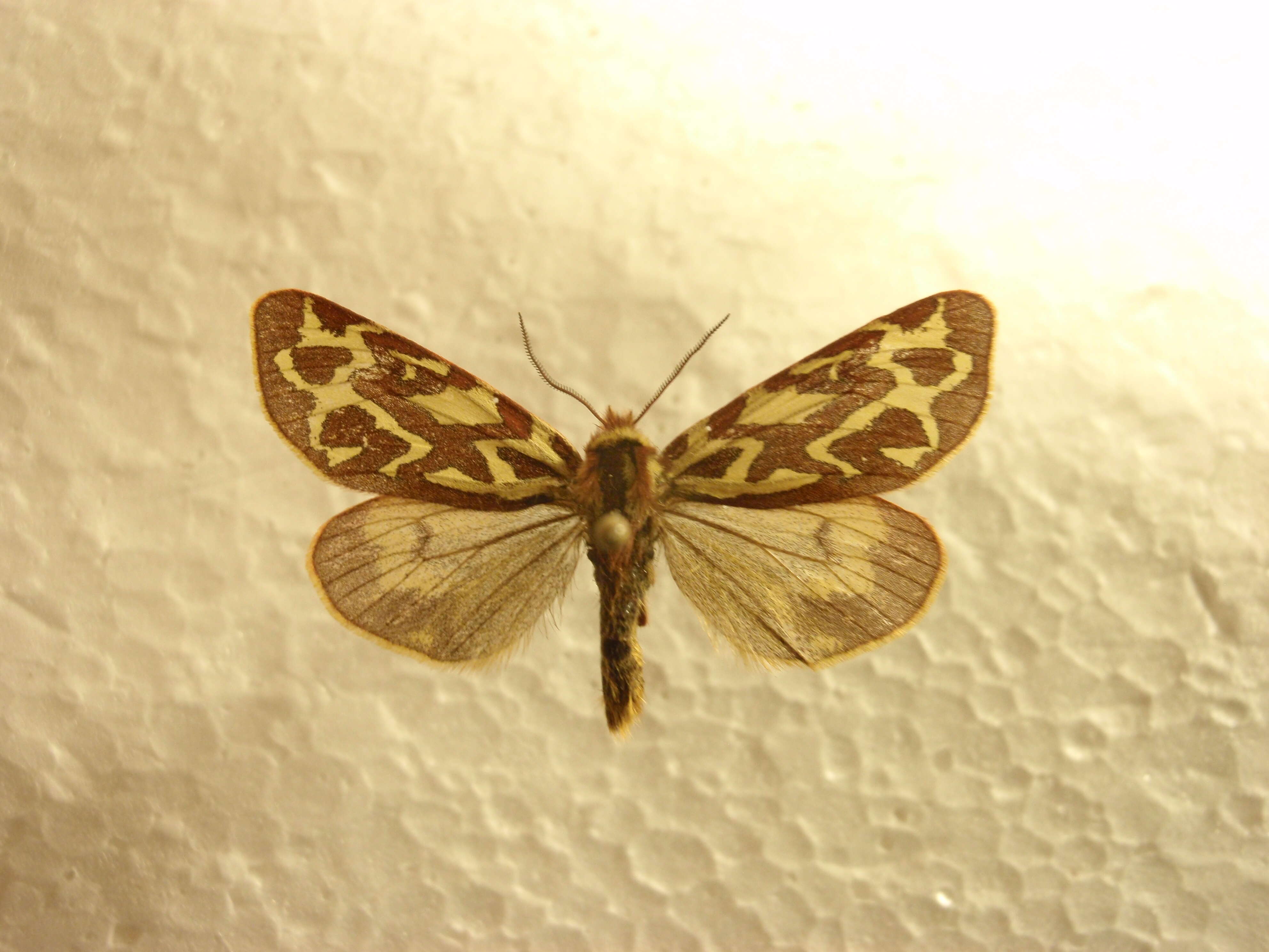 Image of Pararctia subnebulosa Dyar 1899