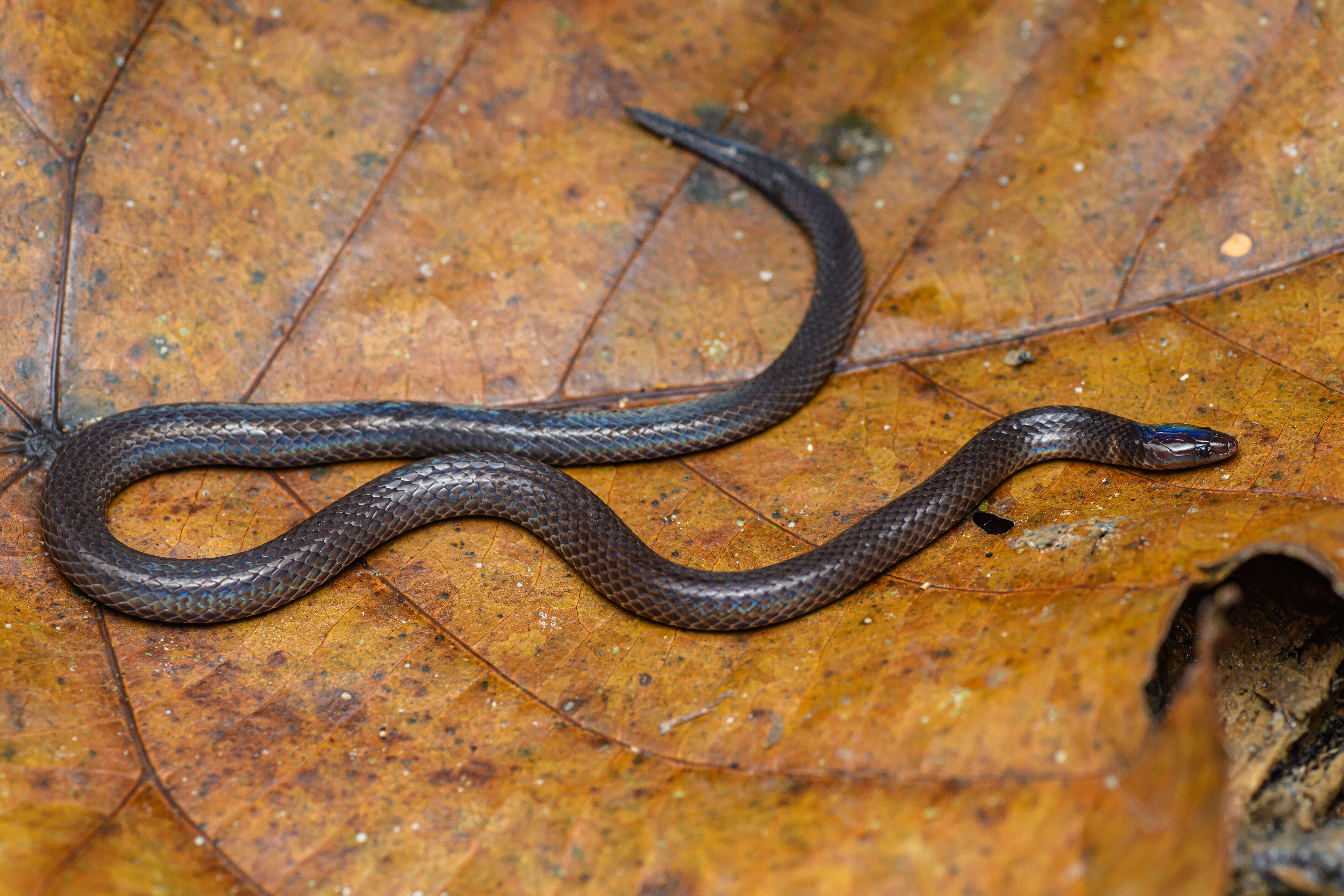 Image of Cantor's Dwarf Reed Snake