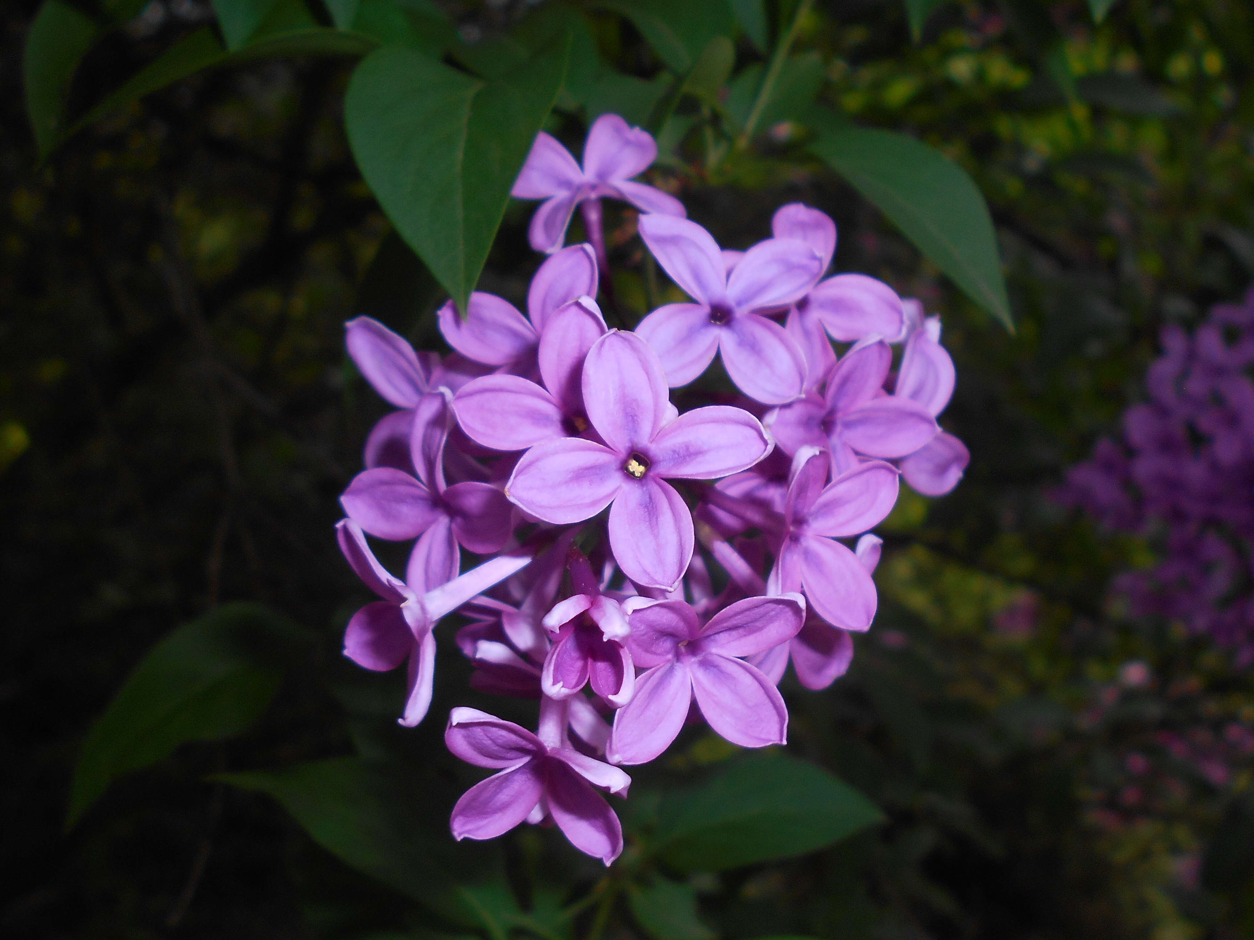 Image de Syringa chinensis Willd.