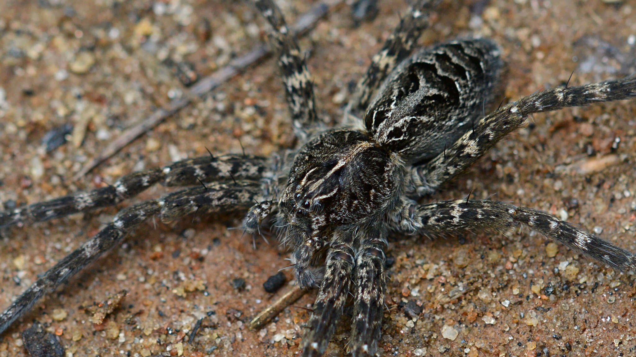 Plancia ëd Dolomedes scriptus Hentz 1845