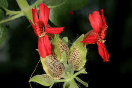 Image of Petalidium coccineum S. Moore