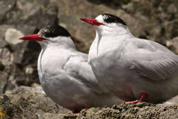 Image of Antarctic Tern