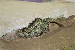 Image of Brazilian Porcupine
