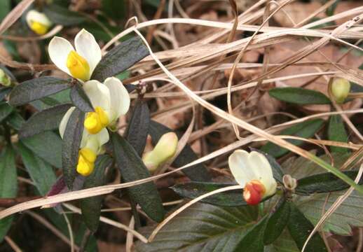 Image of shrubby milkwort