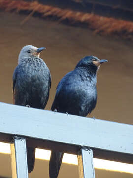 Image of Red-winged Starling