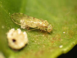 Image of bark lice, book lice and true lice