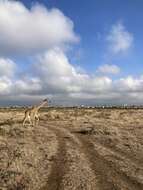 Image of Giraffes