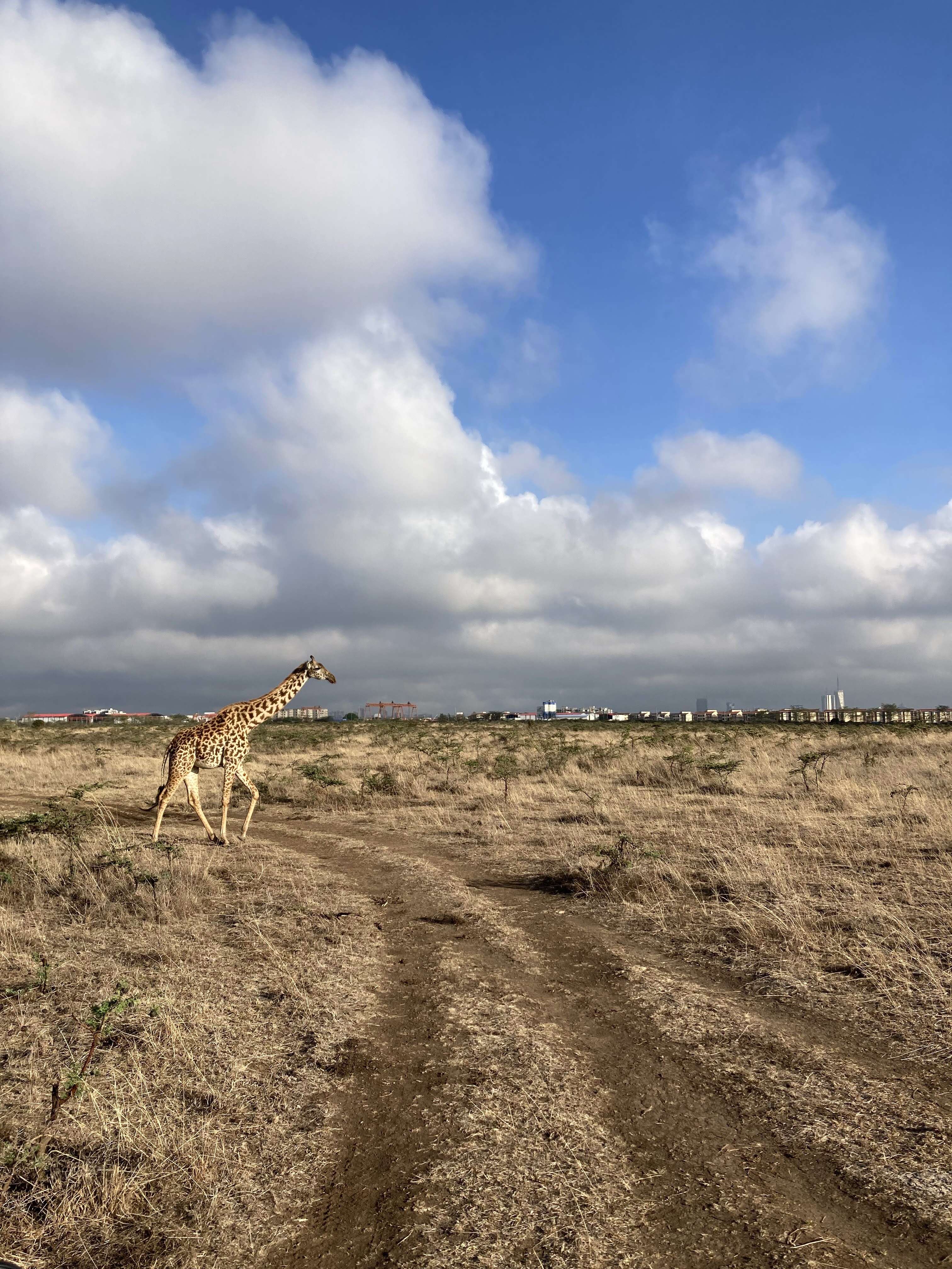 Image of Giraffes