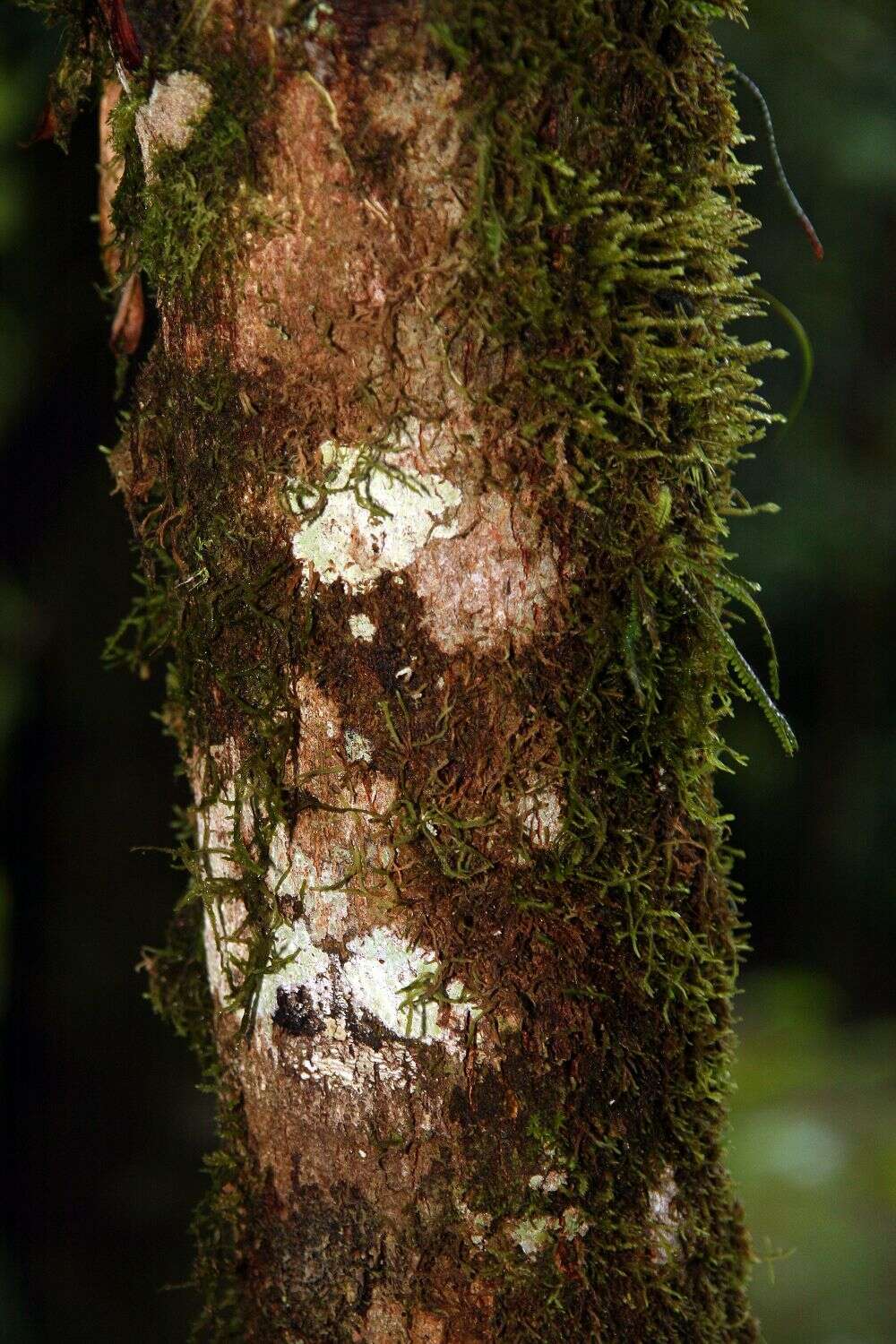 Image of Quararibea aurantiocalyx W. S. Alverson